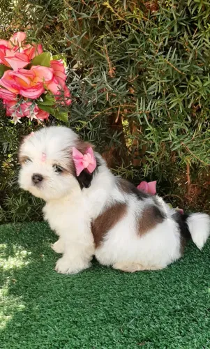 Linda Baby Shih-tzu ja sendo educadinha entrego vacinada e higienizada e entrega gratuita.