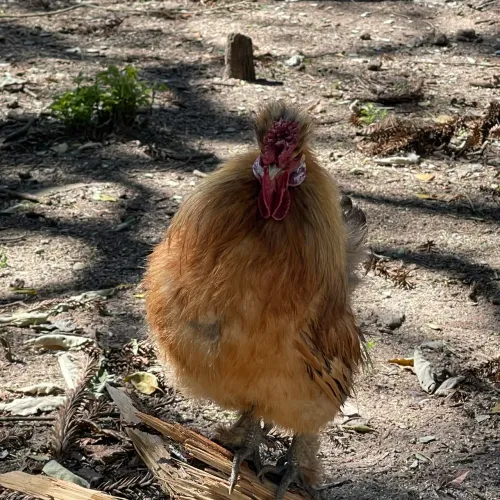Sedosa do Japão