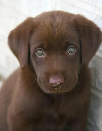 Labrador alegria em quatro patas