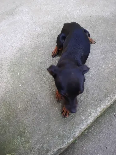 Vendo pinscher 1