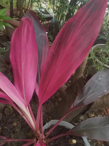 Jardim plantas Dracena vermelha