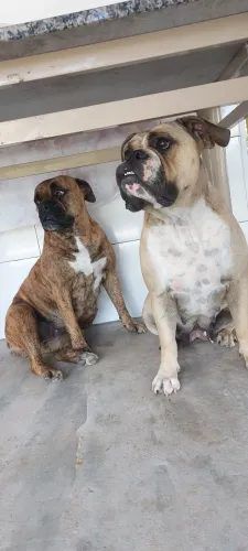 ALGUÉM COM ALGUM BULDOGUE CAMPEIRO DISPONÍVEL?