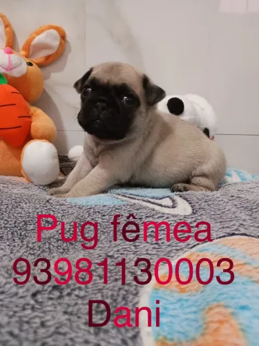 Pug fêmea 