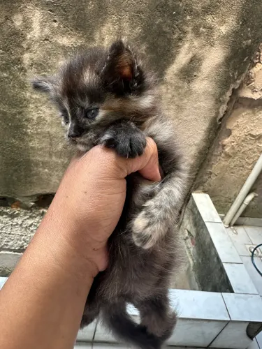 Gatinha para adoção