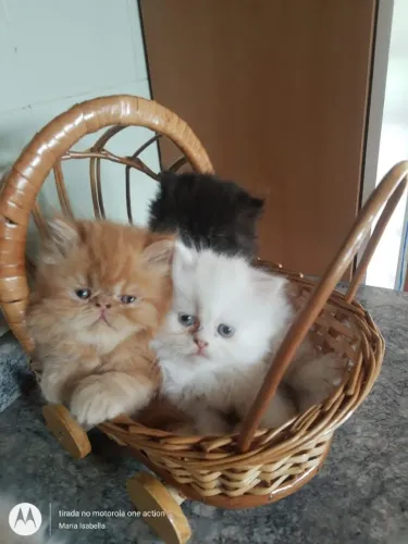Lindíssimo Gatinhos Persas machos e fêmeas vacinados