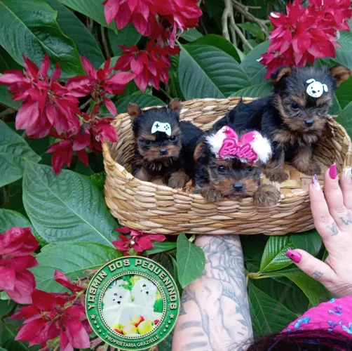 Lindos Príncipes Yorkshire Terrier micro baby face de Alto Padrão Promoção imperdível