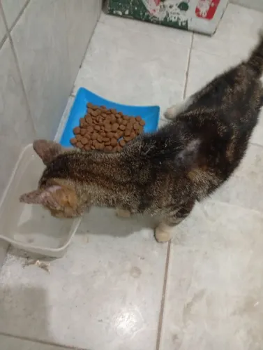 Gata para doação, aparenta ser nova ainda