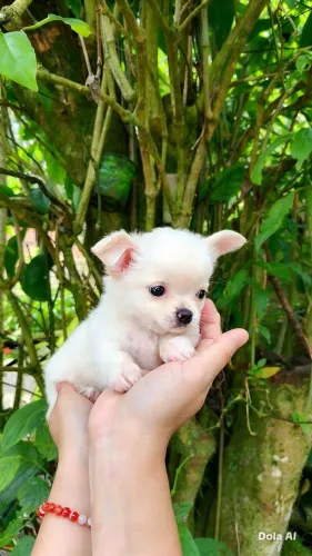 Chihuahua fêmea branca