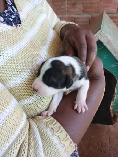 Cachorrinhos recem nascidos