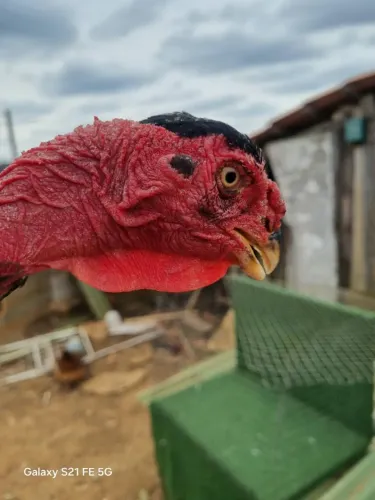 Galilinha índio bico curto barbela de boi polaca