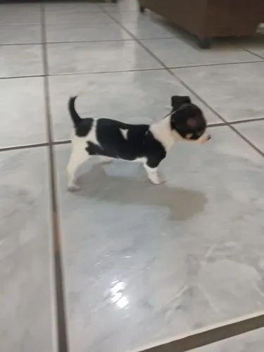 Filhotes de pinscher zero