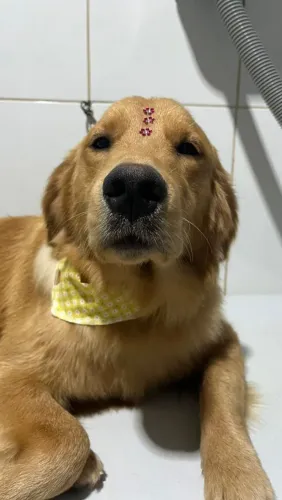 Casal de Golden Retriever 