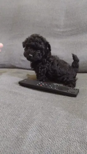Poodle microtoy Adoráveis Disponíveis.