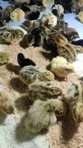 Vendo Codornas Gigantes Com 7 dias de Vida