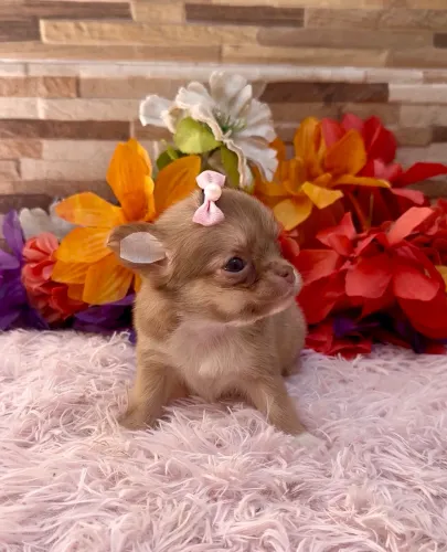 VENDA CHIHUAHUA PELO LONGO FÊMEA E MACHO