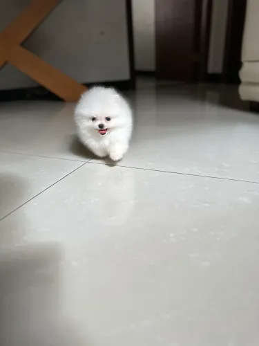 Lulu da Pomerania Branquinho Perfeito 