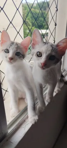 Adoção de gatinhas - Salvador 