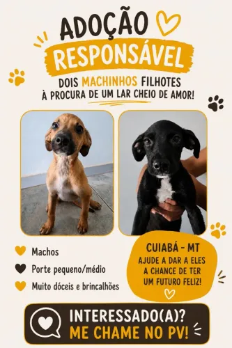 Adoção de Filhotes - Cuiabá