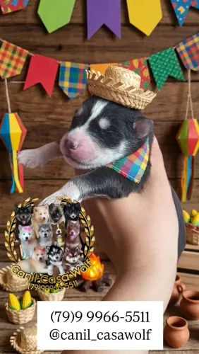 Filhote de husky siberiano macho 