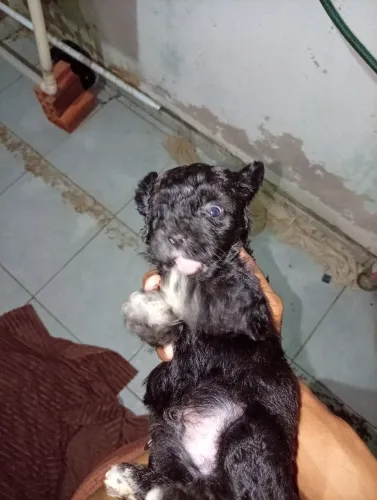 Filhote de Poodle