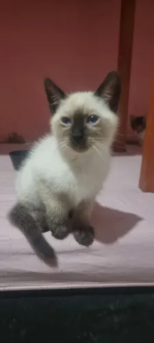 Gatinhos para adoção conciente