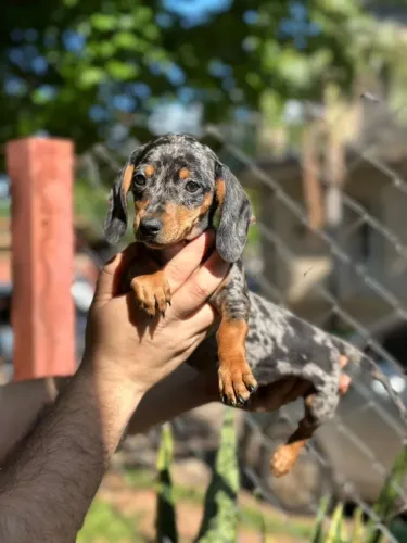 Dachshund Alerquim Fêmea (mofadinha)
