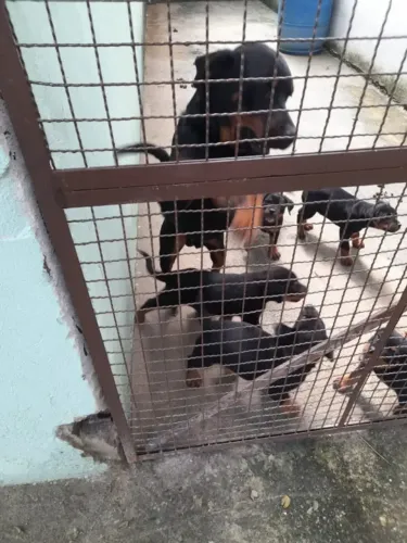 Filhotes de Rottweiler
