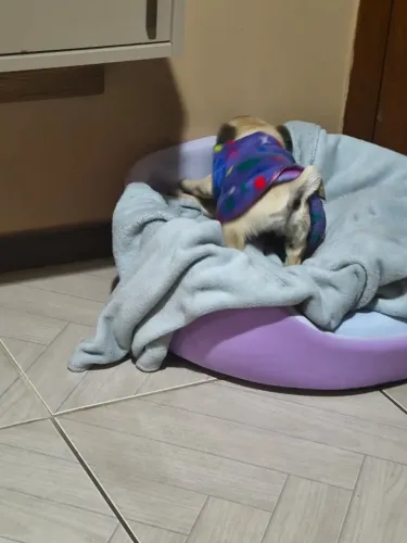 Pug