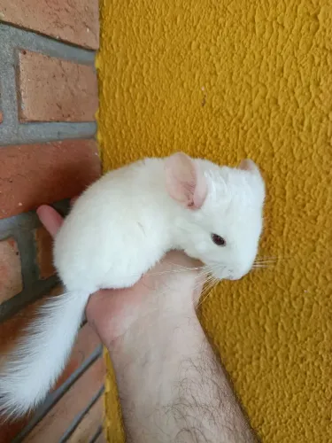 Chinchila (filhote branco)