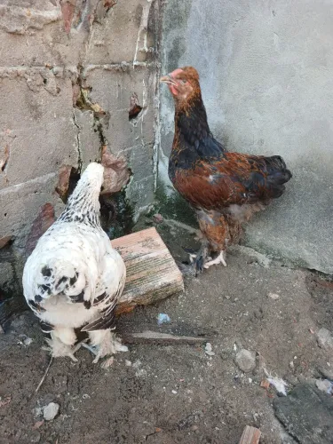 Brahmas