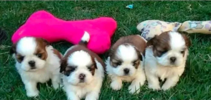 Bebes disponíveis a pronta entrega shihtzu