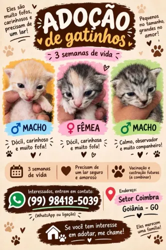 Gatinhos para adoção