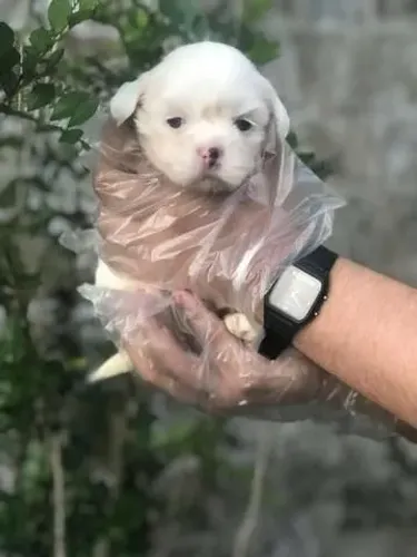 Shih Tzu com Pedigree e Vacinação Inicial
