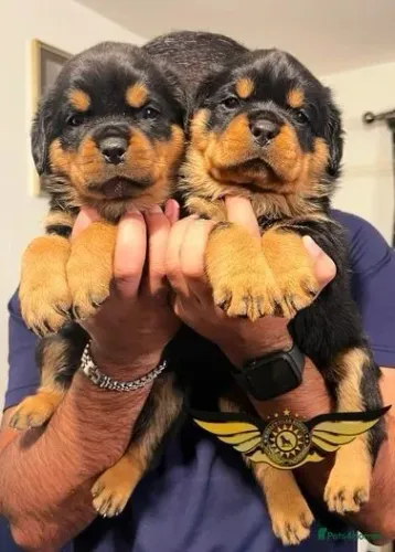 Bebezinho rottweiler companheiro leal com saúde e procedência garantida