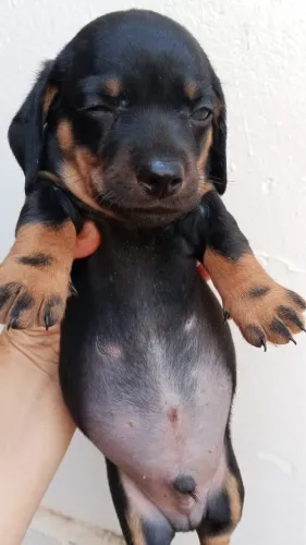 Cofap machinho