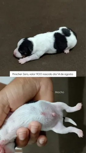 Pinscher zero