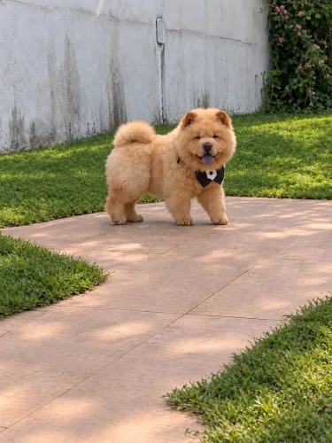 Filhotes de Chow Chow Padrão Americano