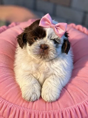 SHIH TZU FEMEA OLHOS CLAROS PERFEITINHA PRA SUA CASA