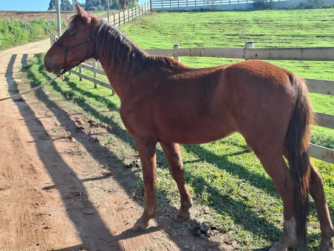Cavalo bem manso pra criança andar