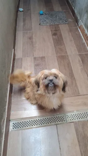 Cachorro shih tzu