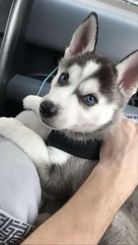 Husky siberiano O pet que transforma qualquer casa em um lar