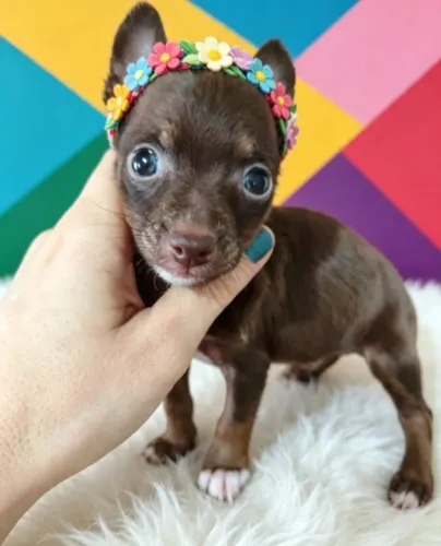 Pinscher Carinhosa e Feliz