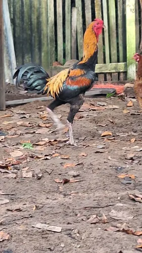 Galo