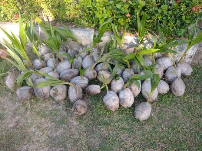 Mudas Coqueiro