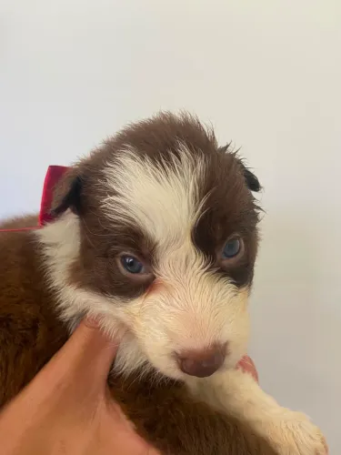 Filhotes de Border collie disponíveis