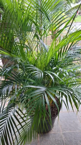 Planta Palmeira areca bambú com vaso grande 