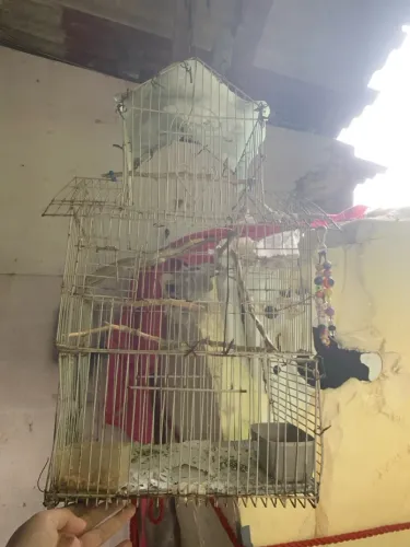 Vendo essa gaiola