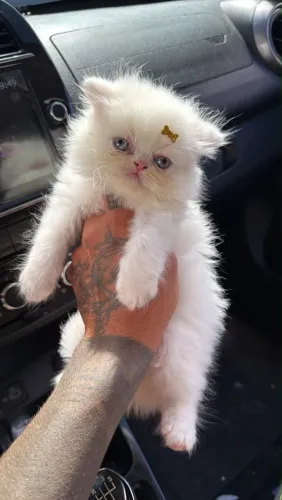 Gato persa