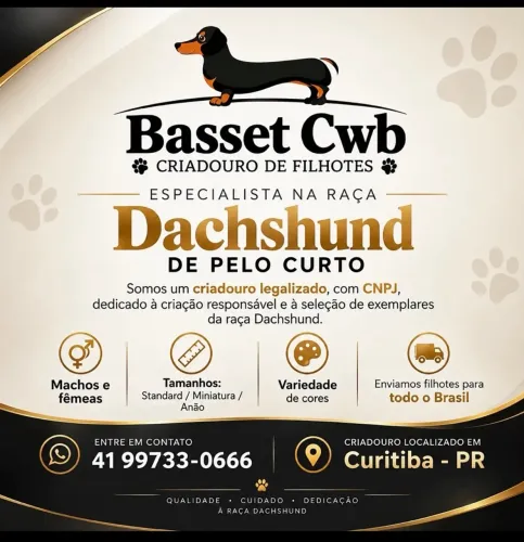 Criadouro Legalizado Especialista na Raça de Dachshund