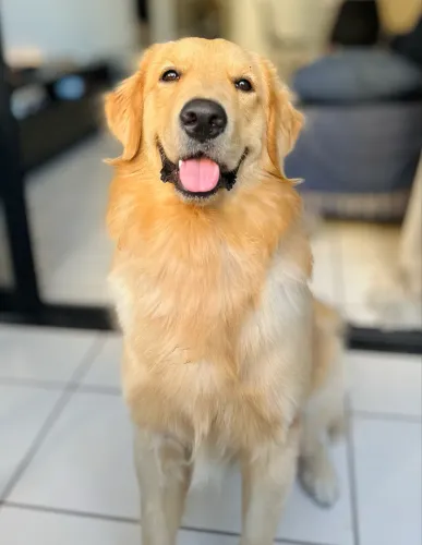Golden Retriever macho procurando uma namorada